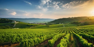 Vignoble France Cave du Val d'Or